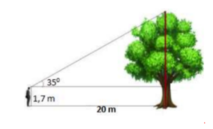 Tính chiều cao của cây trong hình vẽ bên (Làm tròn đến chữ số hập phân thứ nhất) (ảnh 1)