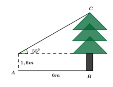 Bạn Thanh đứng tại vị trí A cách cây thông 6m và nhìn thấy ngọn của cây này dưới một góc bằng 55 độ (ảnh 1)