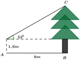 Bạn Thanh đứng tại vị trí A cách cây thông 6m và nhìn thấy ngọn của cây này dưới một góc bằng 55 độ (ảnh 1)