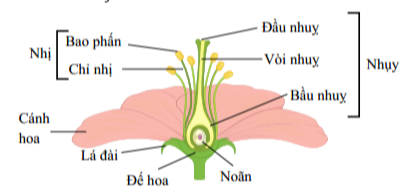 Hình ảnh