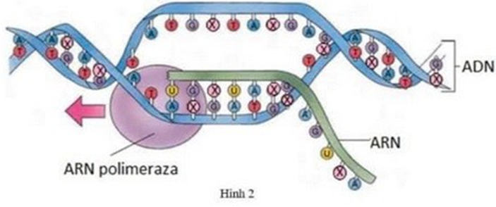 Hình ảnh